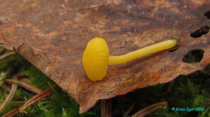 Lichenomphalia_alpina_KYI_20160510_02.jpg