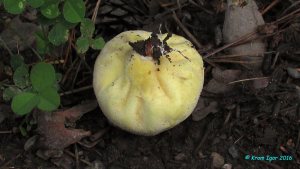 Lycoperdon_umbrinum_KYI_20160808_02.jpg