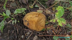 Lycoperdon_umbrinum_KYI_20160808_05.jpg