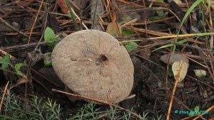 Lycoperdon_umbrinum_KYI_20160808_06.jpg