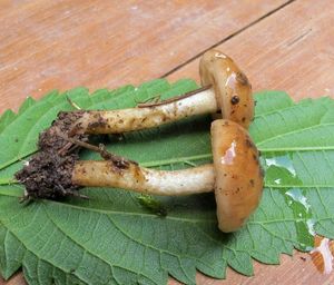 Pholiota_highlandensis_NND_20140624-2.JPG