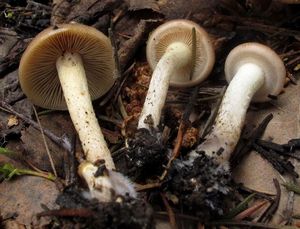 Pholiota_highlandensis_NND_20150519-2.JPG