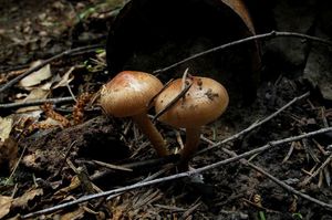 Pholiota_highlandensis_NND_20150519-3.JPG