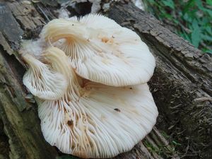 Pleurotus_cornucopiae_KSM_20160504.JPG