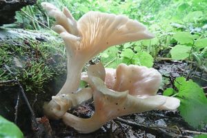 Pleurotus_cornucopiae_KSM_20160605.JPG