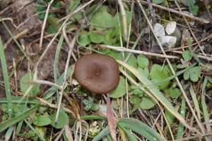 Pseudoclitocybe_expallens_PSA_20161115-01.jpg