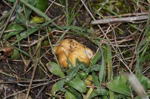 Psilocybe_coronilla_PSA_20161115-01.jpg