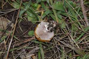 Psilocybe_coronilla_PSA_20161115-02.jpg