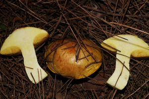 Suillus_mediterraneensis_PSA_20151104-07.jpg