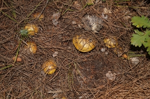 Suillus_mediterraneensis_PSA_20151104-08.jpg