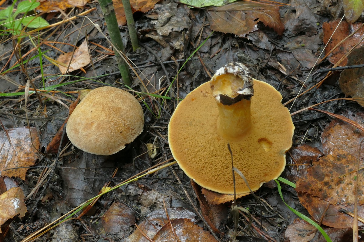 Белый гриб относится к съедобным трубчатым. Трубчатые грибы Поволжья. Трубчатые грибы средней полосы съедобные. Трубчатые грибы Ростовской области. Трубчатый гриб с полой ножкой.