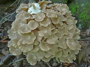 Polyporus_ umbellatus_KSM_20160724.JPG