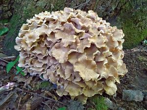 Polyporus_ umbellatus_KSM_20160618.JPG