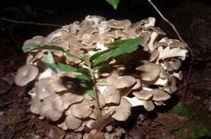 Polyporus_ umbellatus_KSM_20150722_01.JPG