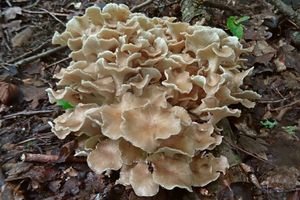 Polyporus_ umbellatus_KSM_20160605_01.JPG