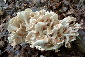 Polyporus_ umbellatus_KSM_20160605_02.JPG