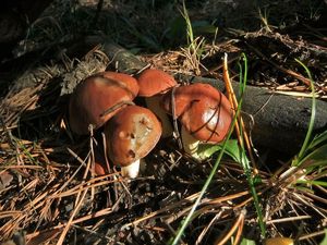 Маслёнок зернистый Suillus granulatus (40).JPG