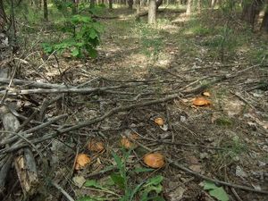 Маслёнок зернистый Suillus granulatus (32).JPG