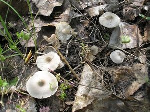 Рядовка желтеющая Tricholoma scalpturatum (17).jpg