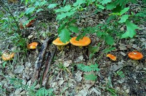 Amanita_caesarea_KSM_20150711_01.JPG