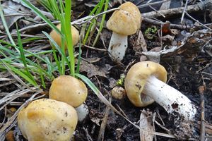 Calocybe_gambosa_KSM_20160329_01.JPG