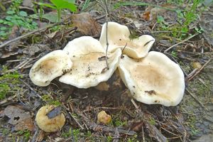 Calocybe_gambosa_KSM_20160416_01.JPG