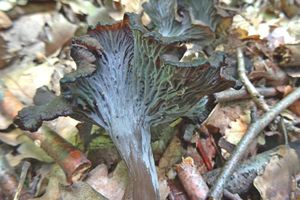 Cantharellus_cinereus_KSM_20160612_03.JPG