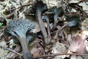 Cantharellus_cinereus_KSM_20160612_04.JPG