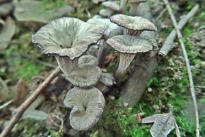 Cantharellus_cinereus_KSM_20160612_05.JPG