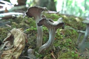 Cantharellus_cinereus_KSM_20160612_06.JPG