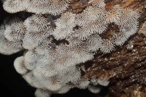 Ceratiomyxa_fruticulosa_PSA_20160602-01.jpg