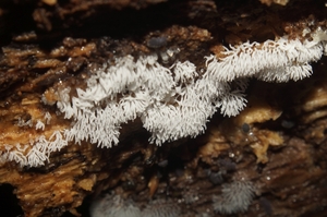 Ceratiomyxa_fruticulosa_PSA_20160602-02.jpg