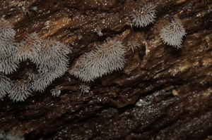 Ceratiomyxa_fruticulosa_PSA_20160602-03.jpg