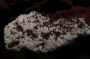 Ceratiomyxa_fruticulosa_PSA_20160606-01.jpg