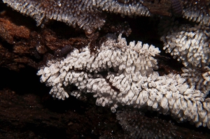 Ceratiomyxa_fruticulosa_PSA_20160609-01.jpg