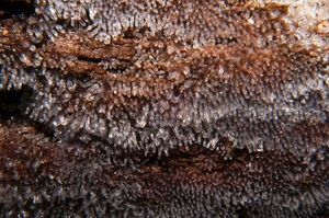 Ceratiomyxa_fruticulosa_PSA_20160609-02.jpg