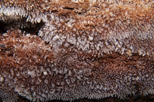 Ceratiomyxa_fruticulosa_PSA_20160609-03.jpg