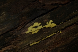 Ceratiomyxa_porioides_PSA_20160602-01.jpg