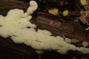 Ceratiomyxa_porioides_PSA_20160602-05.jpg