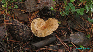 Clitocybe_sinopica_KYI_20160621_06.jpg