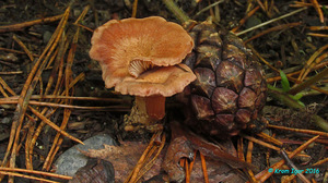 Clitocybe_sinopica_KYI_20160621_08.jpg