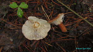 Clitocybe_sinopica_KYI_20160621_09.jpg