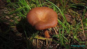 Clitocybe_sinopica_KYI_20160623_12.jpg