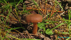 Clitocybe_sinopica_KYI_20160623_13.jpg