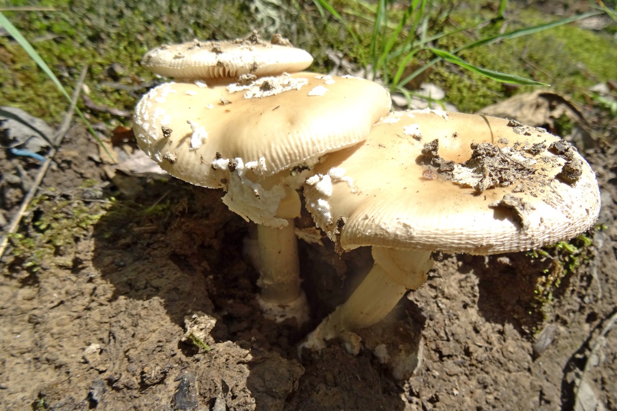 Ядовитые грибы краснодарского. Весенние грибы Кубани. Степные грибы Кубани. Ядовитые грибы Кубани. Полевые грибы Кубани.