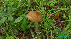 Entoloma_majaloides_KYI_20160819_04.jpg