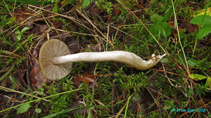 Entoloma_majaloides_KYI_20160819_05.jpg