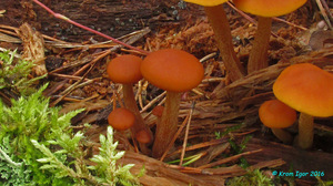 Gymnopilus_picreus_KYI_20160811_02.jpg