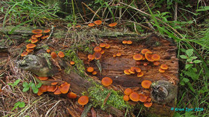 Gymnopilus_picreus_KYI_20160818_09.jpg