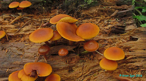 Gymnopilus_picreus_KYI_20160818_11.jpg